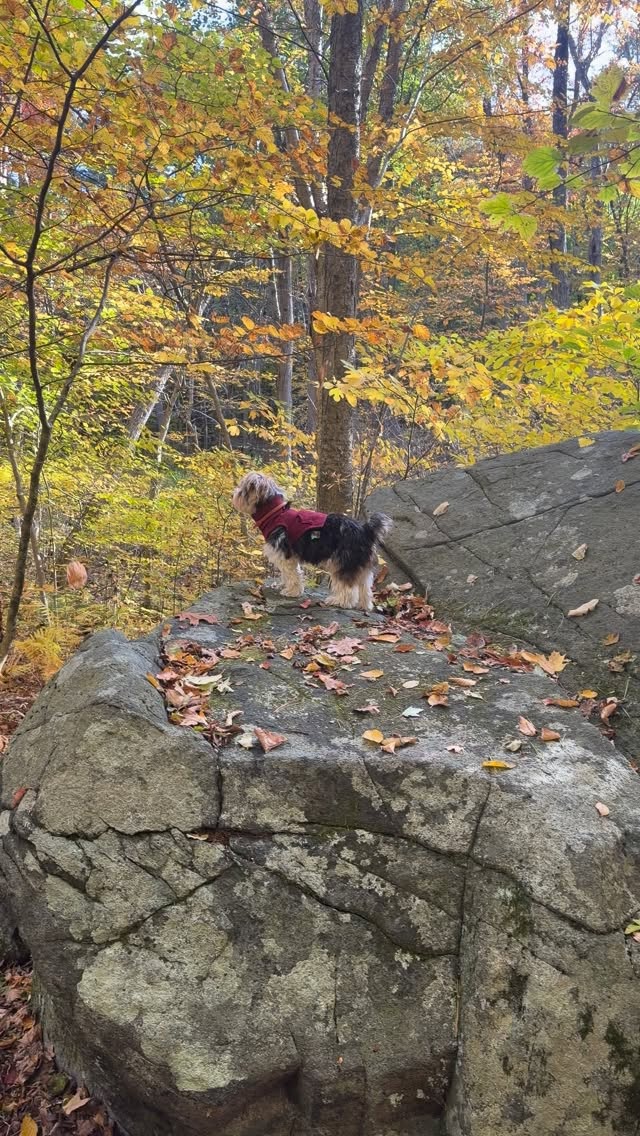 Instagram post by @tricolor.toby for Wondercide. Caption reads: [...] protected the natural way 🌿✨ We use....