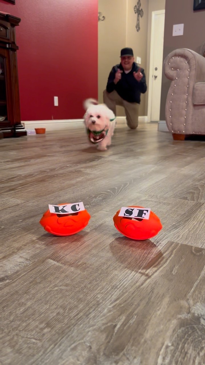 Instagram post by @ogcarnal62 for Petsafe. Caption reads: Who has the best prediction? Team Poodle or Team....