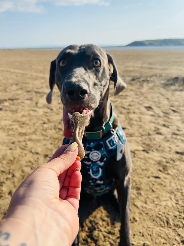 Instagram post by @weimaraner_blue_est2020 for Cookie & Chewkie. Caption reads: Happy #cookieandchewkiechewsday and #treatotuesday....