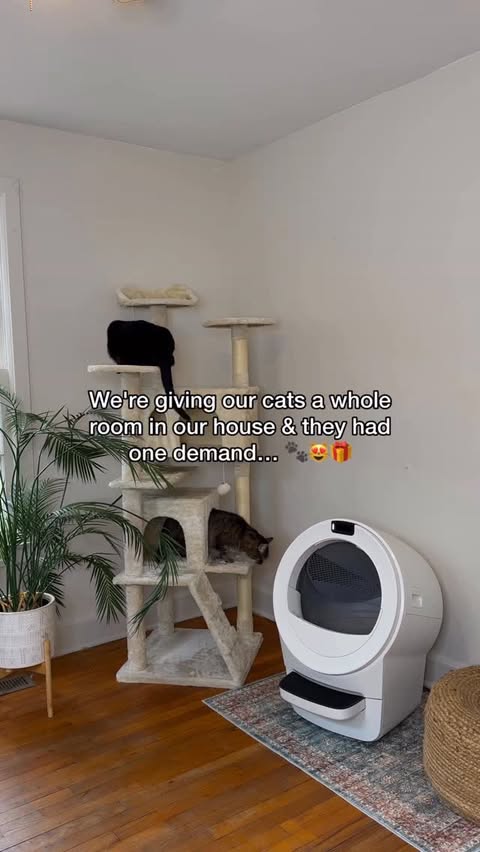 Instagram post by @bashabroad for Litter-Robot. Caption reads: [...] this more, us or our cats?!....