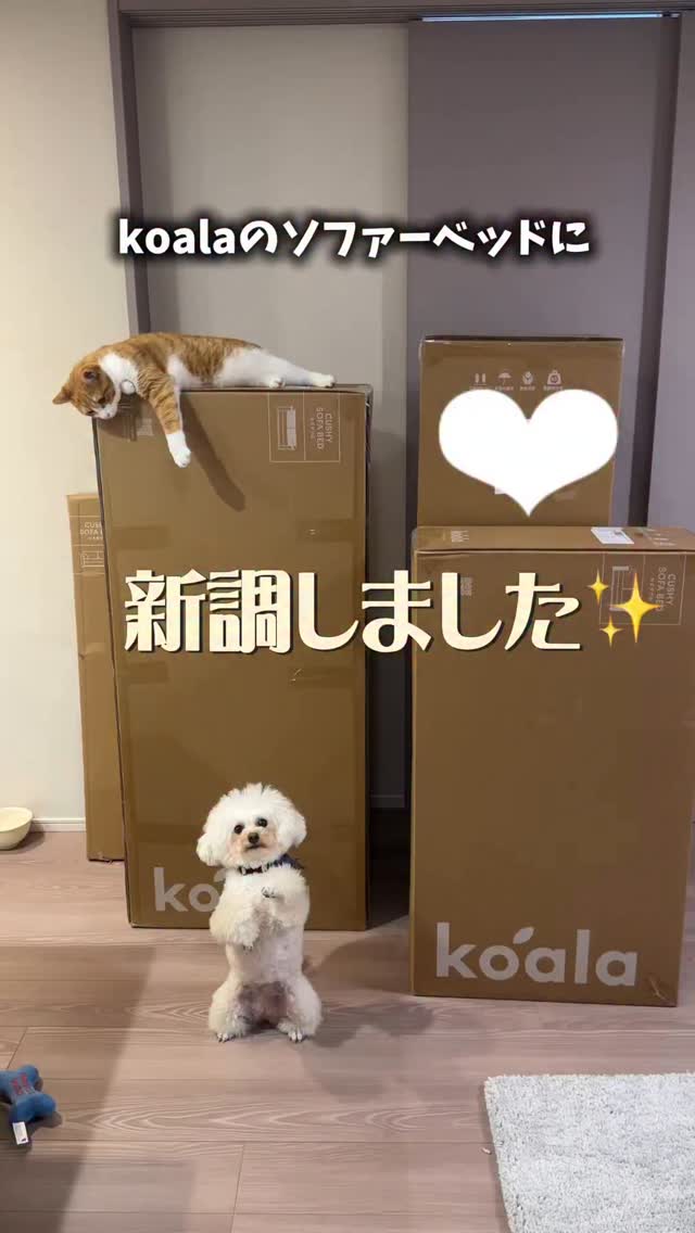 Instagram post by @kikigram_97 for Koala. Caption reads: コアラマットレスの
ソファーベッドCUTHY🌿

【 @koala.jp....