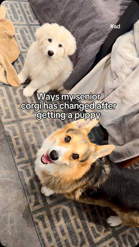 Instagram post by @bradythecorgi for Good 'n' Fun. Caption reads: [...] find them through the link in my bio.....