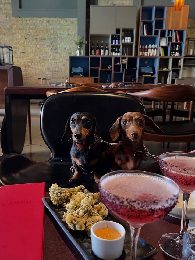 Instagram post by @minnieandmabelsadventures for Sticks'n'Sushi. Caption reads: [...] dogs. A perfect date❤️ Thank you....