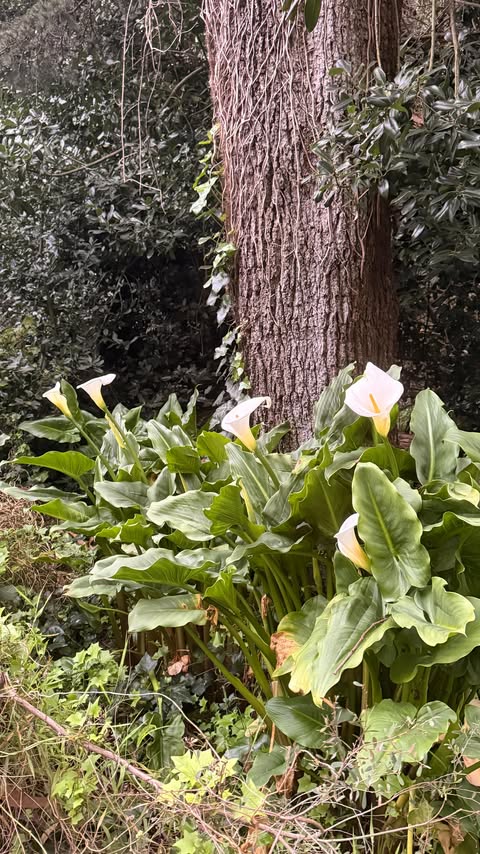 Instagram post by @kristinetheplant for BetterHelp. Caption reads: why resolutions fail. @betterhelp.