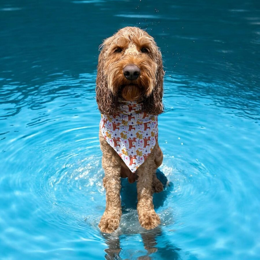 Instagram post by an influencer for Dog Bows Unlimited. Caption reads: [...] new Pawfect Pets bandana @dogbowsunlimited....