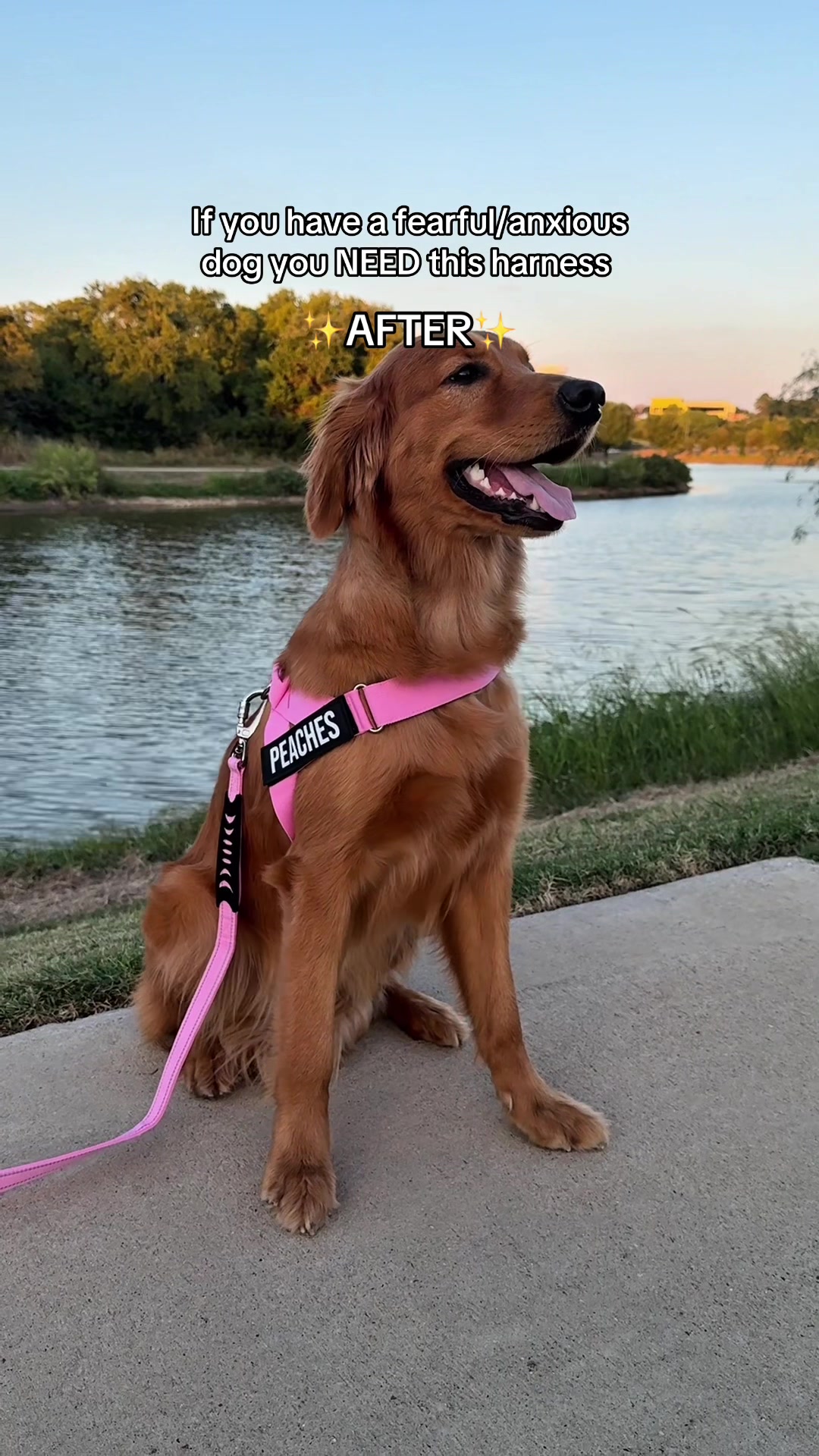 TikTok post by @organically_alli for Dog Friendly Co. Caption reads: We can finally go on walks together now 🥹 she was....