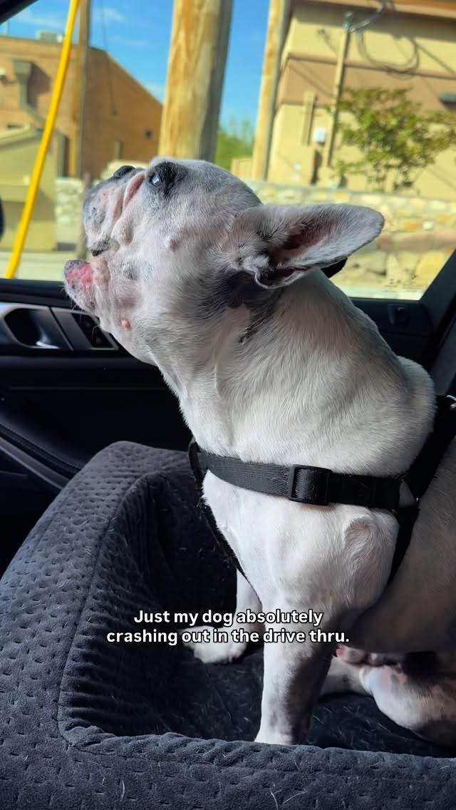 Instagram post by @waltergeoffreythefrenchie for Whataburger. Caption reads: When he sees the other car get their food and....