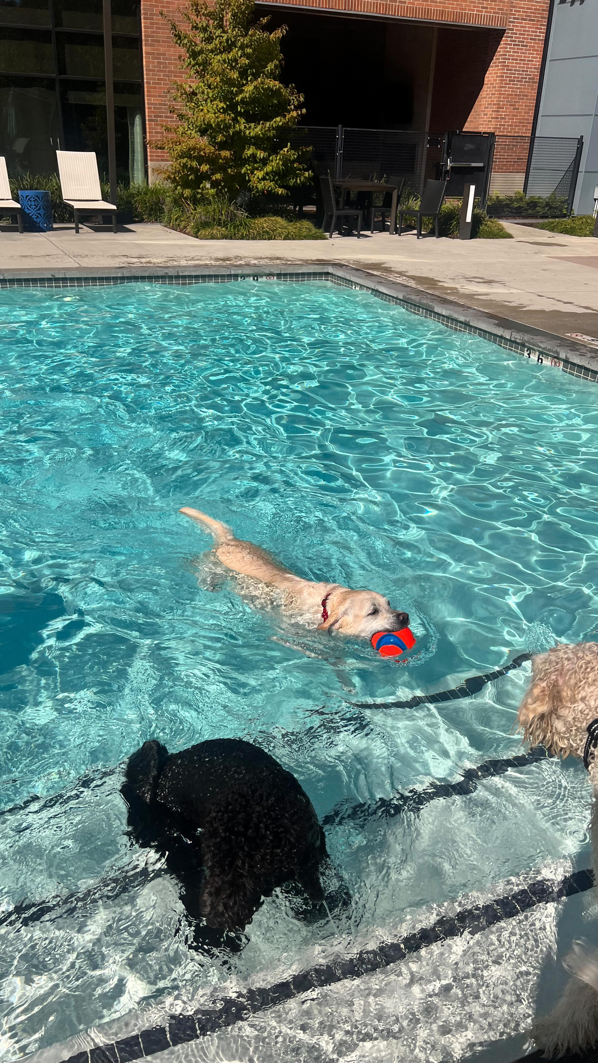 Instagram post by @tropicapixie for PupBox. Caption reads: Pool Pawty🐶

Pure fun sponsored by....