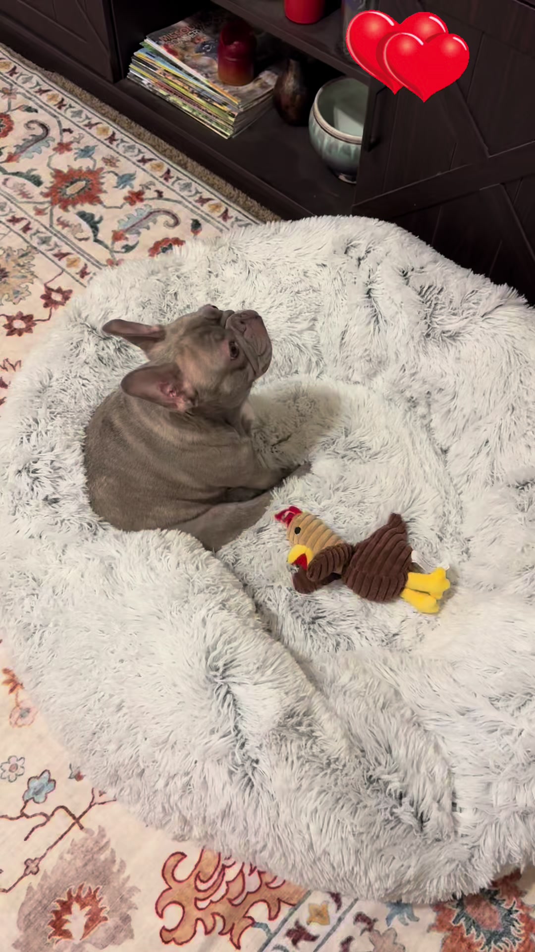 TikTok post by @scoutfin91 for Lesure Pet. Caption reads: @Lesure Pet This calming donut bed is so super....