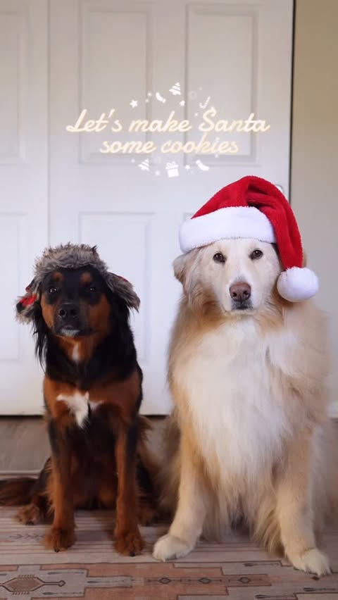 Instagram post by @wanderlustwithdogs for Earthborn Holistic Pet Food. Caption reads: Frankie had to taste test them to make sure they....