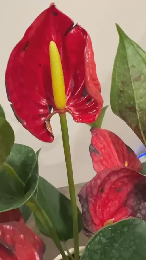 Instagram post by @shereviewsforyou for Costa Farms. Caption reads: #sponsored #ad 

@costafarms Sent over the most....