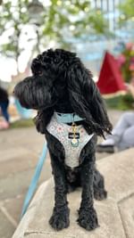 Instagram post by @patu_the_cockapoo for Barc London. Caption reads: 🌼🤍🩵 ᗯEᗪᑎEᔕᗪᗩY ᗯIᔕᗪOᗰ!🩵🤍🌼 …𝕥𝕖𝕝𝕝 𝕪𝕠𝕦𝕣....