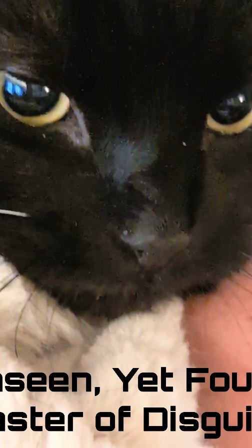 Instagram post by @kirstiandhercats for Scruffs. Caption reads: Fluff level: matched ♥️🐈‍⬛🐾

The Aspen Blanket....