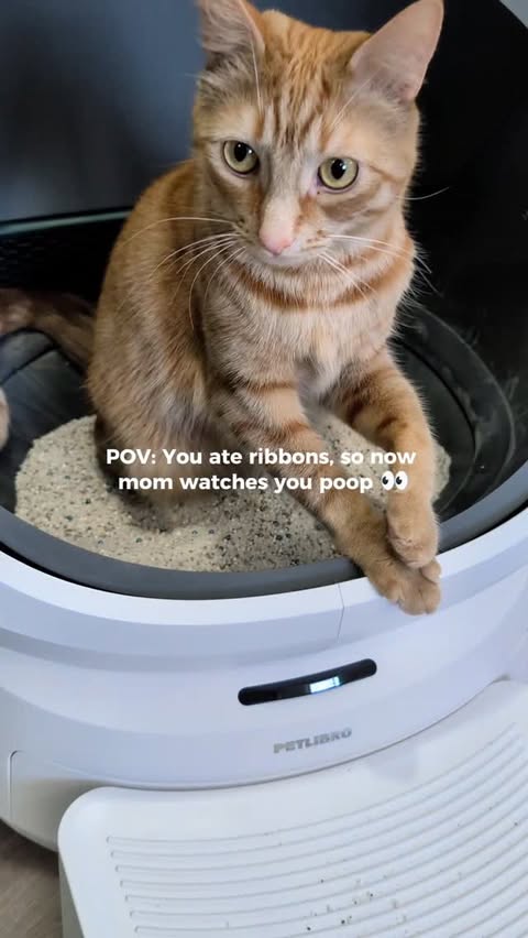 Instagram post by @itscookie.cat for PETLIBRO. Caption reads: [...] an extra 15% off when you get it from....