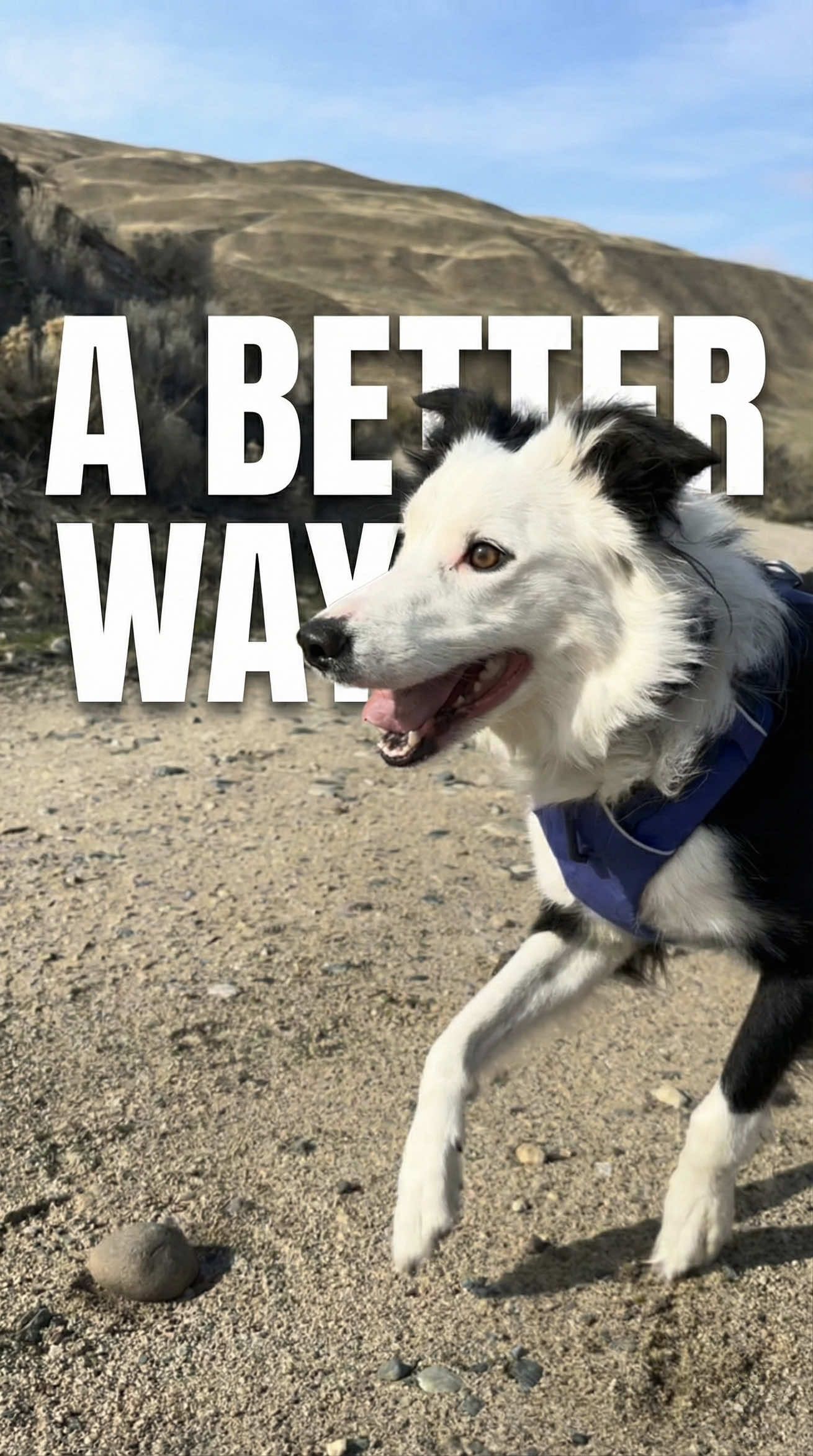 TikTok post by @thezakgeorge for Pupford. Caption reads: [...] up - sign up for 30 Day Perfect Pup at....