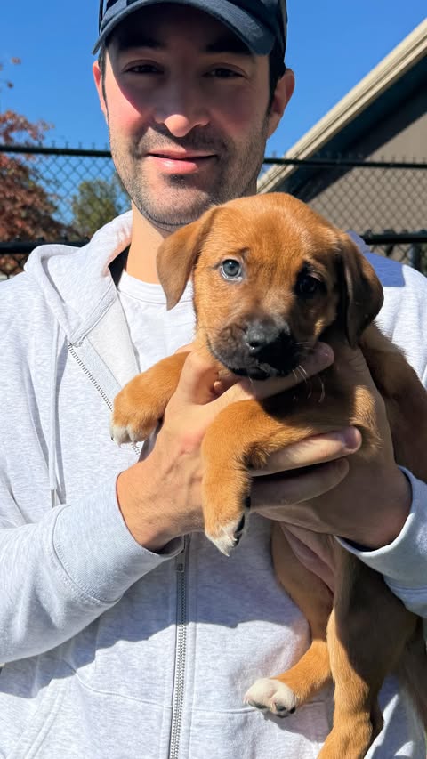 Instagram post by @thedogist for GoFundMe. Caption reads: It’s Giving Tuesday! This year I’m excited to....