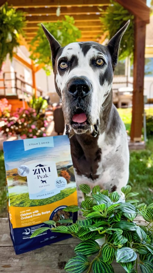 Instagram post by @danesandthings for ZIWI Pet Food. Caption reads: Breakfast enrichment with @ziwipetsusa ‘s ZIWI....