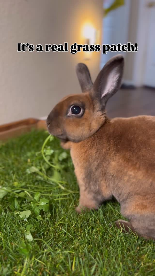 Instagram post by @_powerpuffbunnies_ for freshpatch. Caption reads: [...] 🐰 and all the buns happy 😅😜 @freshpatch....