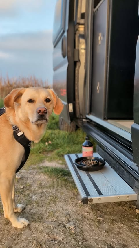 Instagram post by @travelbysunlight for Forthglade. Caption reads: Van life with @forthglade 🐾✨🖤

Dougie’s evening....