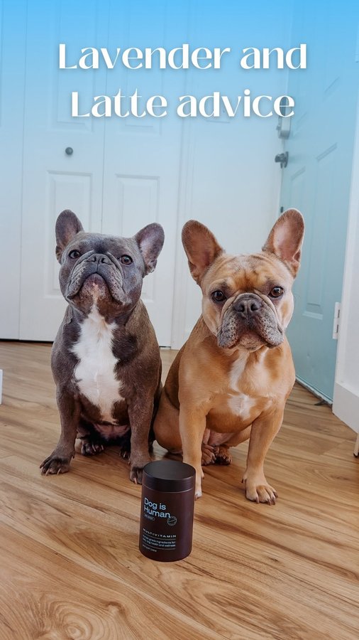 Instagram post by @lavenderandlatte for Dog is Human. Caption reads: Lavender knows a thing or two about @dogishuman....