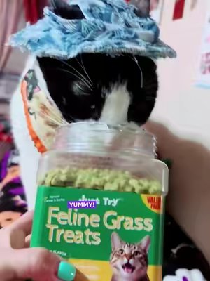 TikTok post by @concerned_kitty for Just Try Pet US. Caption reads: [...] your Kitty happy and healthy with @Just Try....