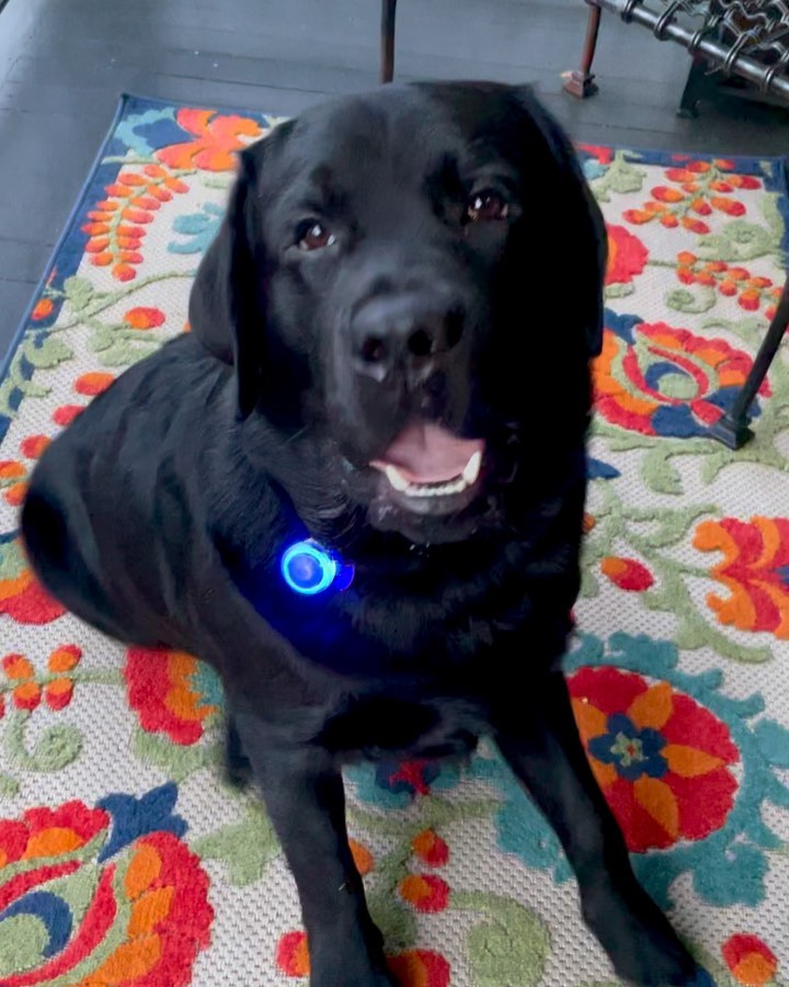 Instagram post by @walter_the_blacklab for PupBox. Caption reads: #ad Got our March @pupbox !!! Walter was a little....