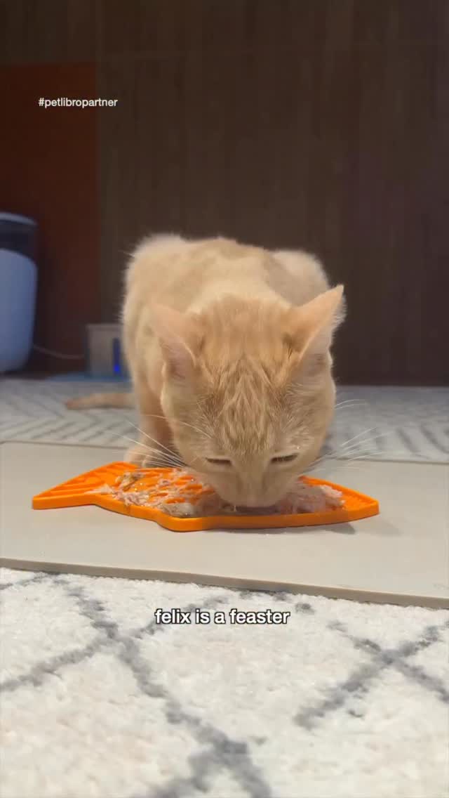 Instagram post by @felixthepalegingercat for Petlibro. Caption reads: is your fur baby a grazer who loves her leftovers?....