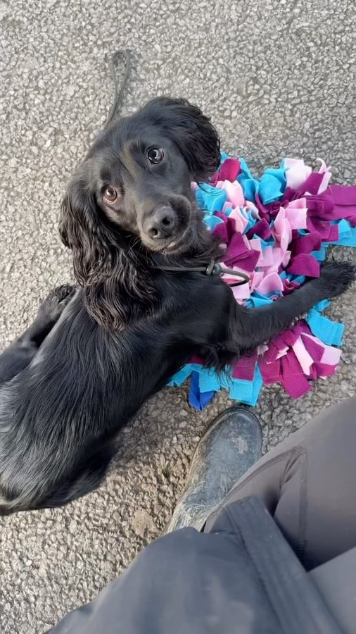 Instagram post by @cocker.milly for Beco Pets. Caption reads: [...] for some of the inspo! 🫶🏽 Using beco pets....