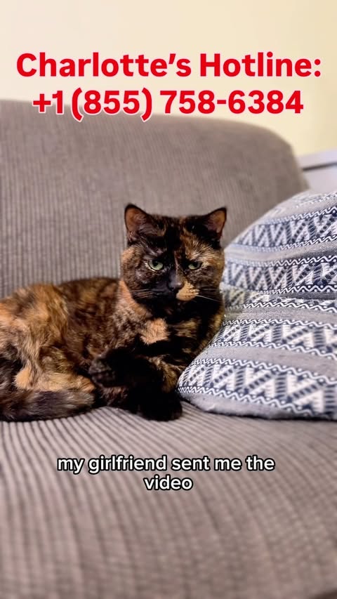 Instagram post by @vonfluffernutter for Chewy. Caption reads: [...] and Daphne don’t want any hard felines....