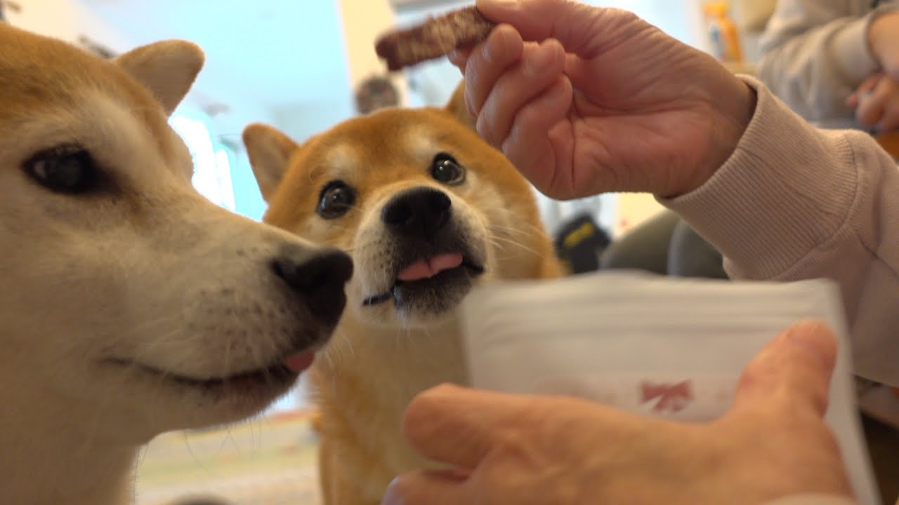 YouTube post by @yorimenohachikun. for Doggy Box. Caption reads: The Shiba Inu dog from my parents' home came to....