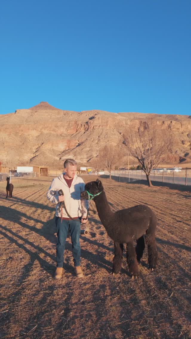 Instagram post by @jaredmecham for Carmax. Caption reads: 147 burritos, a spa day, a pet alpaca, or a car.....