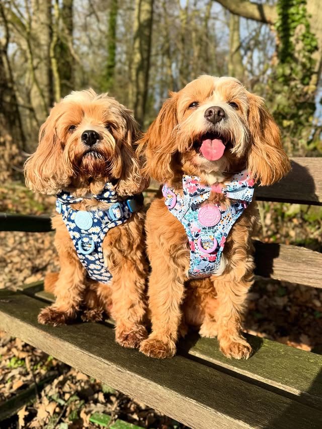 Instagram post by @rodneyandmabel_the_cavapoos for Bailey and Coco. Caption reads: [...] 🌸 thanks to the new additions to....