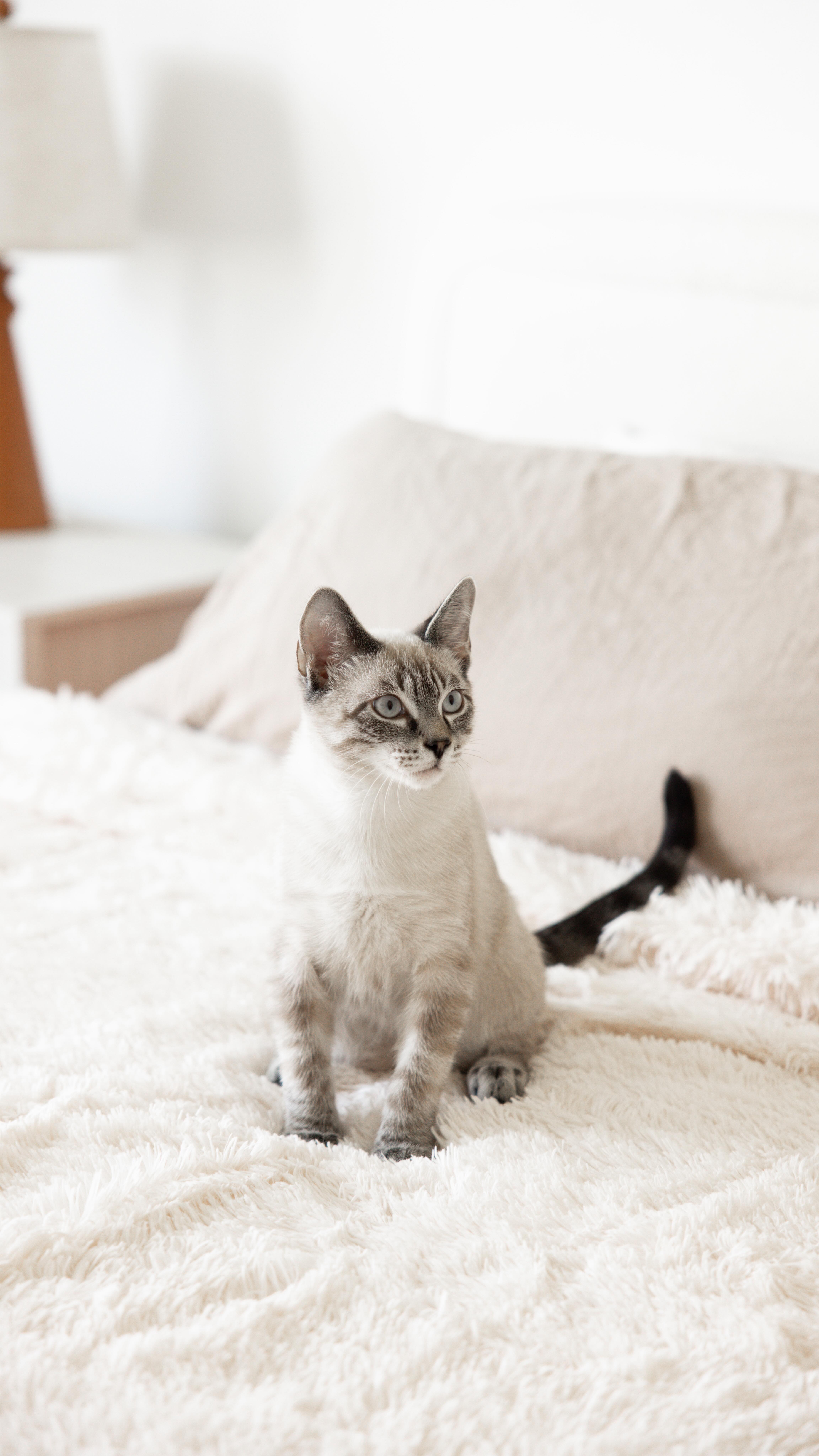 Instagram post by @esragurayman for Bedsure Home. Caption reads: This @bedsurehome Bedsure sherpa blanket has....