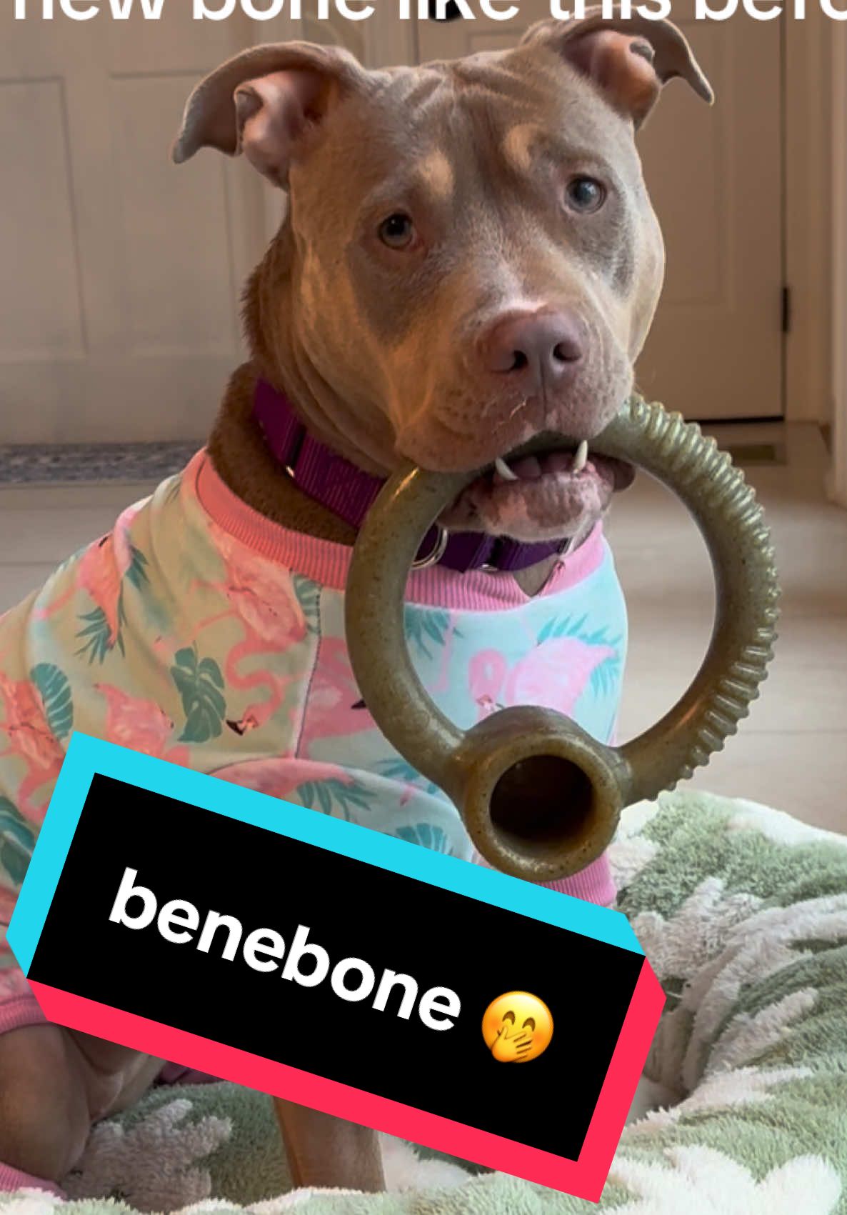 TikTok post by @misspattythestaffy for Benebone. Caption reads: limited edition @Benebone !! we got the size large....