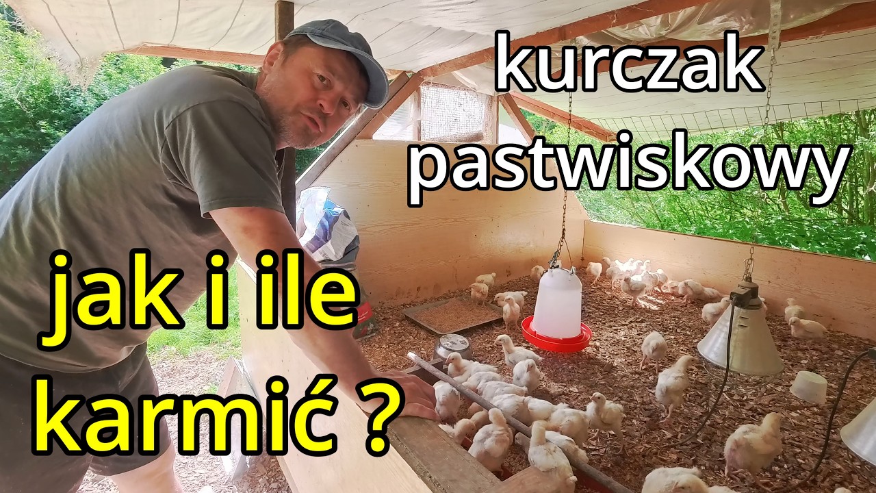YouTube post by @Przyziemni for buycoffee.to. Caption reads: Pasture-raised chicken: feeding step by step,....