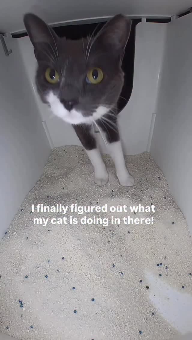 Instagram post by @jaxwithatwist for Siipet. Caption reads: [...] our new smart litter box camera from Siipet....