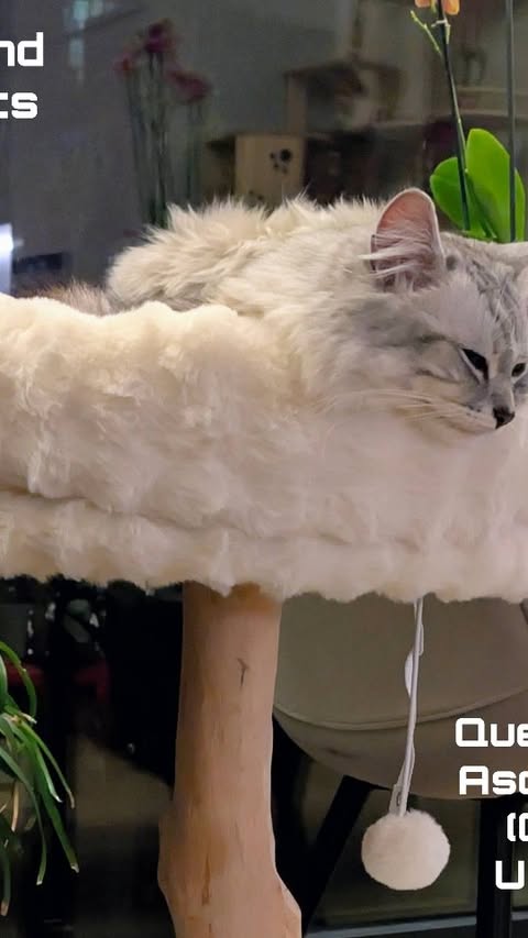 Instagram post by @kirstiandhercats for Scruffs. Caption reads: My official review of the @petslovescruffs Atlas....