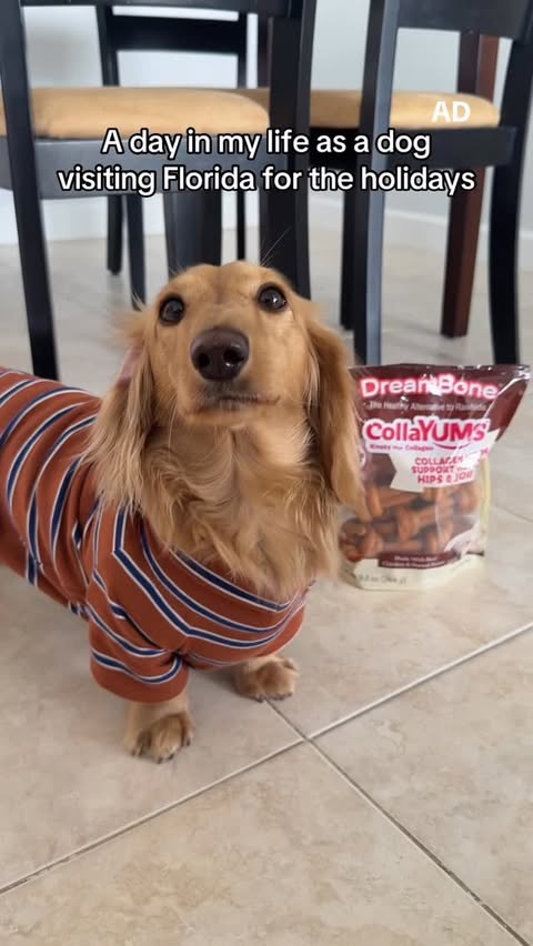 Instagram post by @charlithehotdog for DreamBone Chews. Caption reads: [...] 😍🐶 Charlie is obsessed with the....