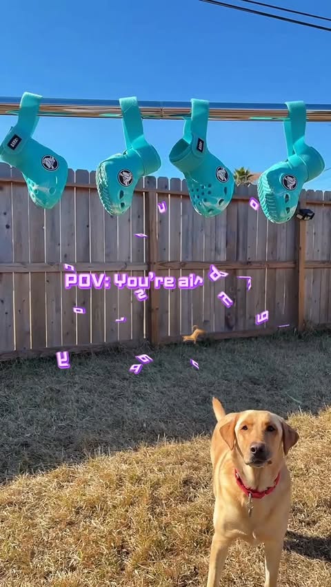 Instagram post by @charliethelabrador23 for BarkBox. Caption reads: Your dog has crocs and you’re air drying them😅....