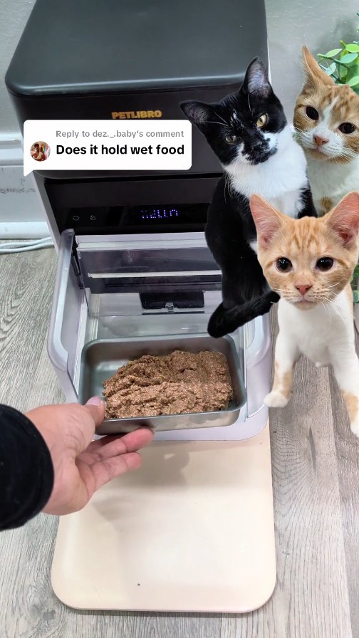 Instagram post by @itscookie.cat for Petlibro. Caption reads: [...] for 15% off when you get it from @petlibro....