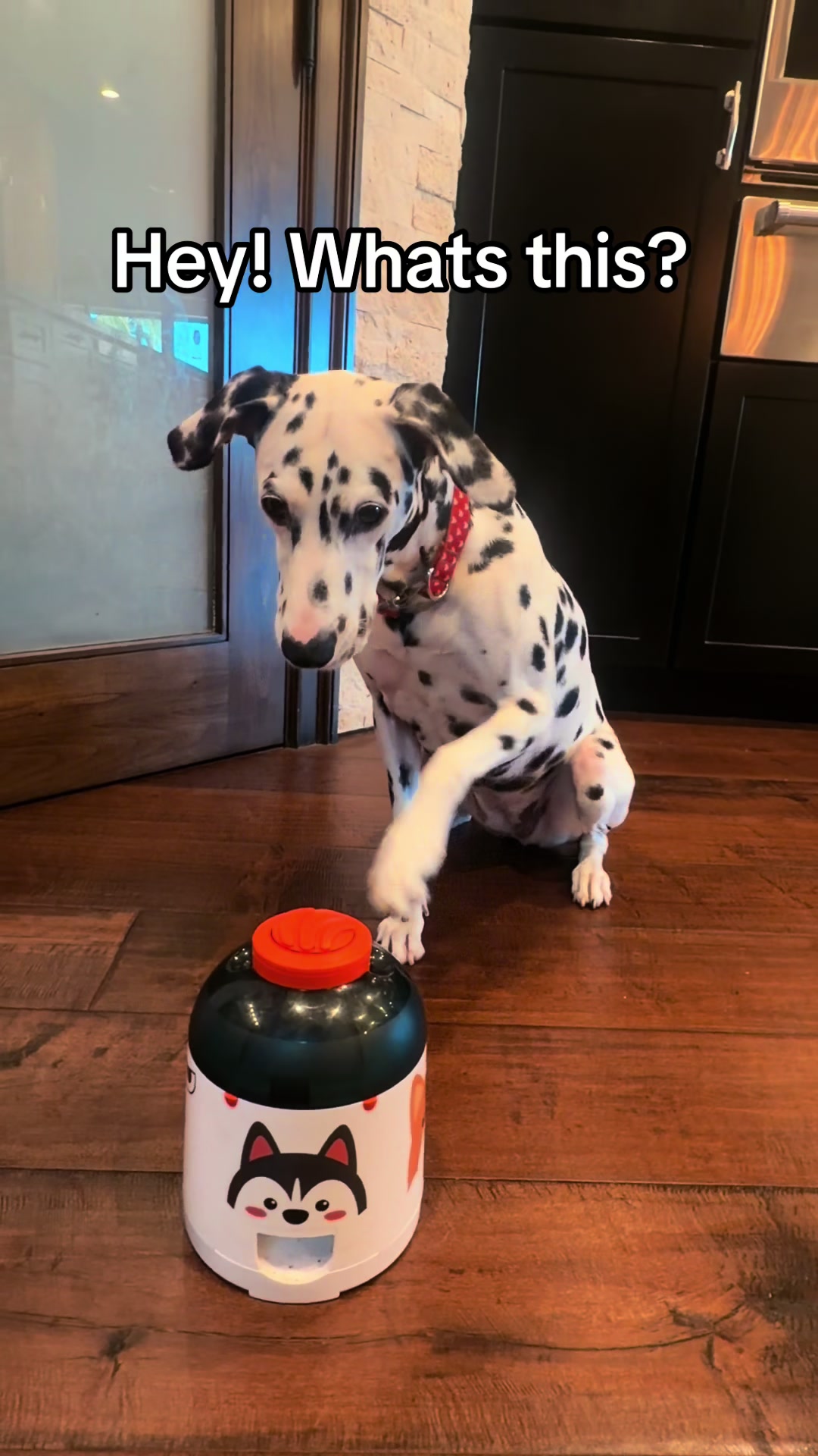 TikTok post by @olivebeautifuldog for Potaroma. Caption reads: Olive is obsessed with this! @Potaroma Pets #dog....