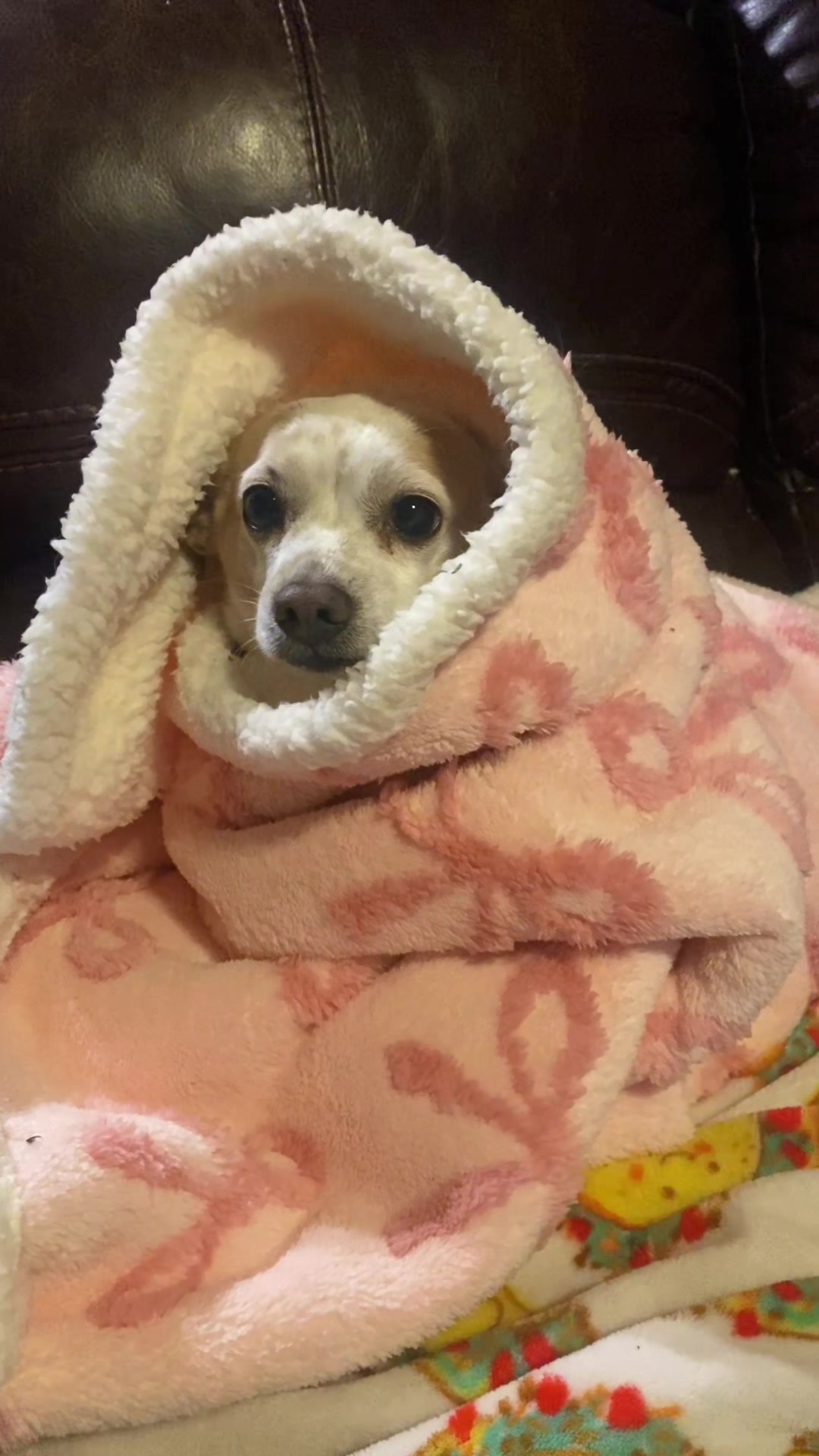 TikTok post by @thebeanieween for Lesure Pet. Caption reads: All cozied up @Lesure Pet @Lesure Pet #lesurepet....