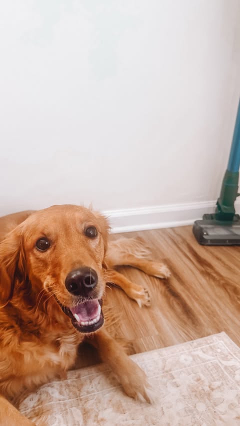 Instagram post by @augustthatgolden for BISSELL. Caption reads: #ad The @bissellclean PowerClean FurFinder has....