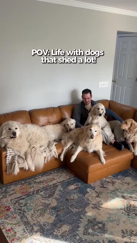 Instagram post by @threegoldiesonepyr for Oneisall. Caption reads: [...] Great Pyrenees! Breathe better with the....