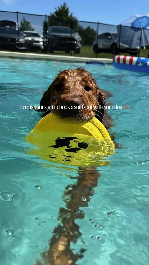 Instagram post by @totaldogtampa for Sniffspot. Caption reads: [...] to think. Space to just be a dog. Sniffspot....