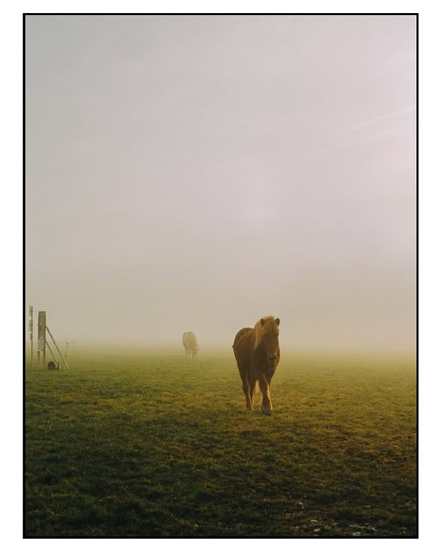 Instagram post by @summerwashedout for Kodak. Caption reads: Hello 2026 - The Lonely Horse on the new @kodak....