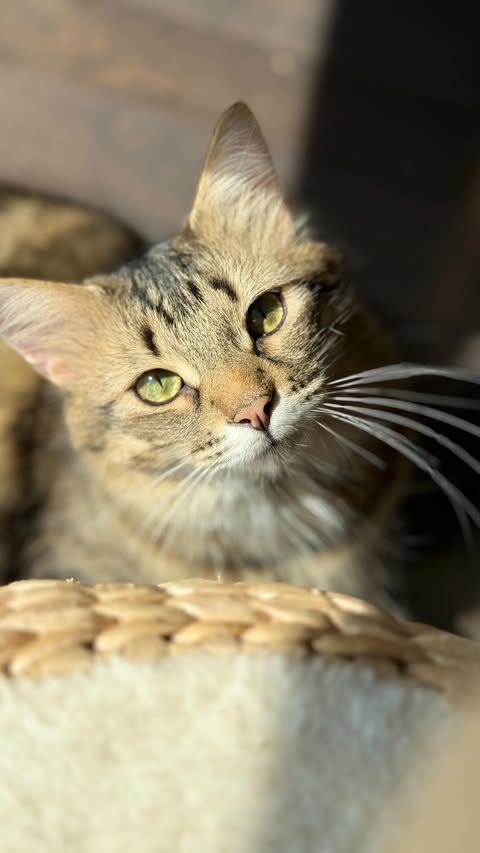 Instagram post by @tatyanajade for Litter Genie. Caption reads: What I wish I knew as a first-time cat mom…....