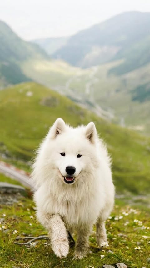 Instagram post by @wanderlust_samoyed for Tractive. Caption reads: [...] 40% off with our code: Wanderlust40 ❤️....