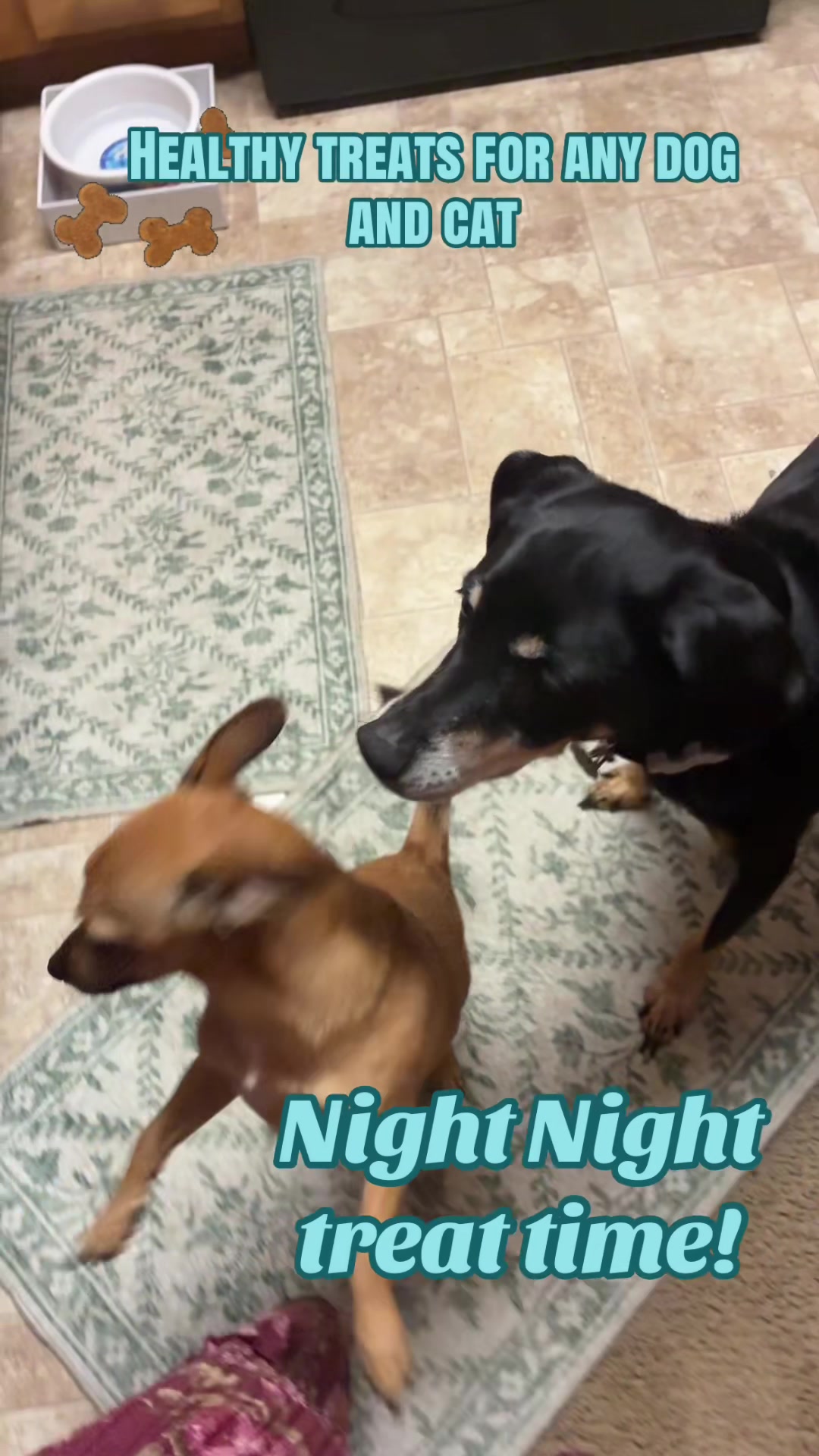 TikTok post by @rainie.with.dogs for King Lou. Caption reads: [...] #dogtreats #healthyfood #healthydog @King....