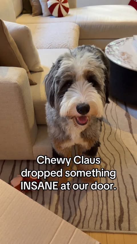 Instagram post by @trufflecosta for Chewy. Caption reads: Help… my humans said Chewy Claus sent me the....